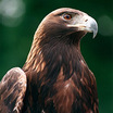 Golden Eagle